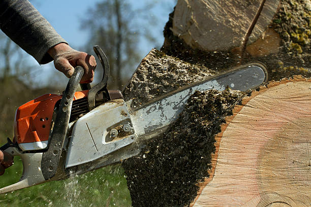 Tree Removal for Businesses in Stockton, UT